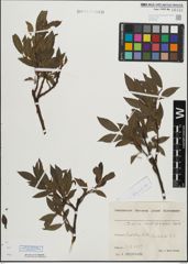 Foto von Salix mielichhoferi Saut.